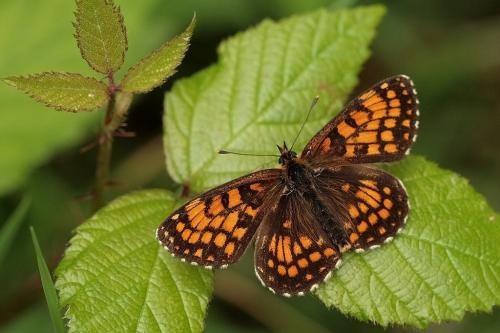 Réf. 213 784 : Melitaea athalia athalia